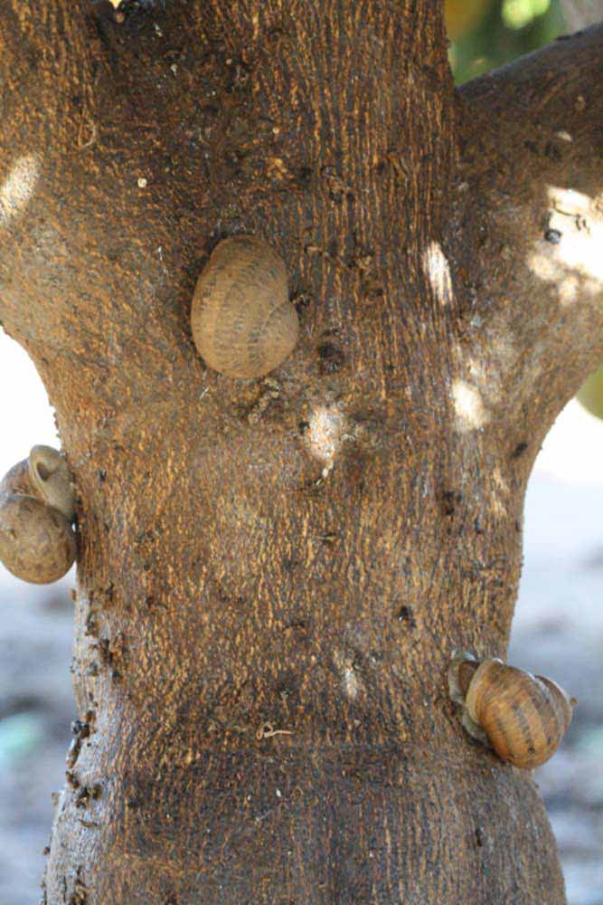              Bark (Riverside, CA)       